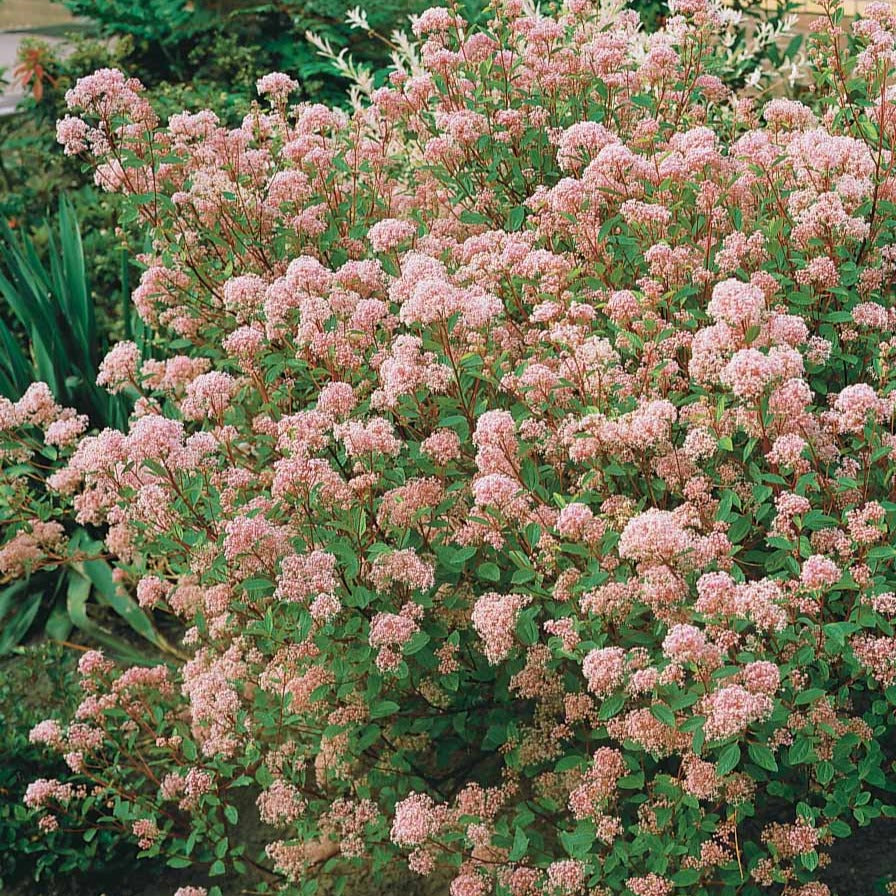 Vente Céanothe Marie Simon - Ceanothus x pallidus marie simon