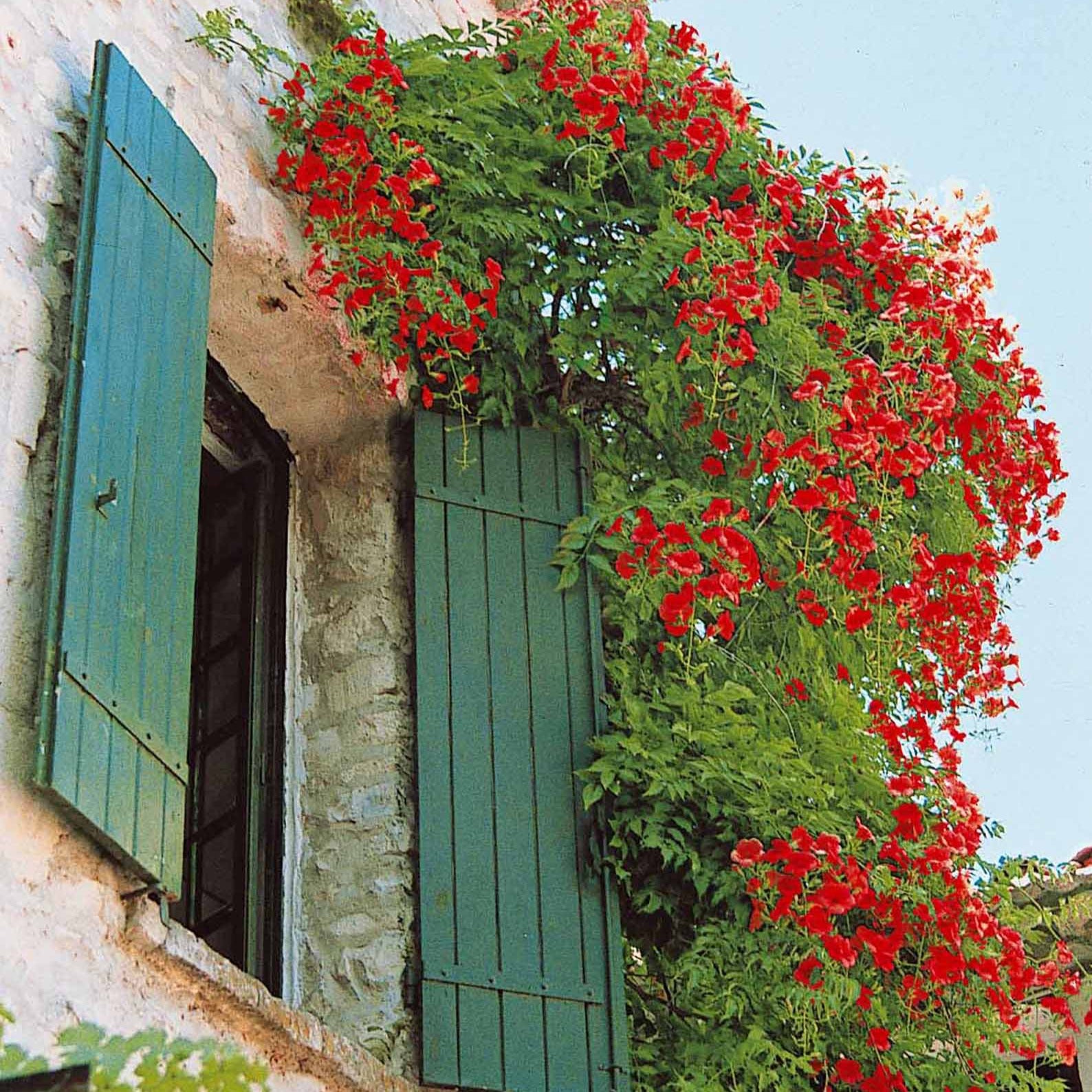 Bignone Stromboli - Willemse