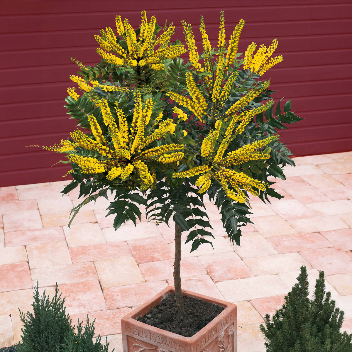 Mahonia Charity sur tige - Willemse