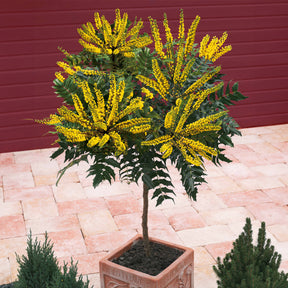 Mahonia Charity sur tige - Willemse