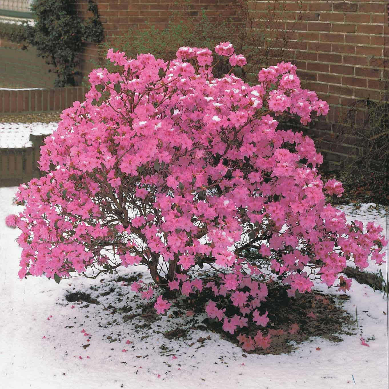 Rhododendron praecox - Rhododendron précoce - Rhododendrons
