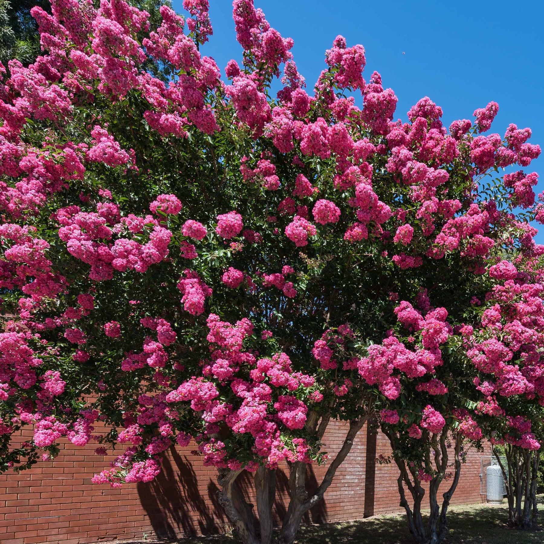 Lilas des Indes - Lilas des Indes rose - Lagerstroemia indica Turenne