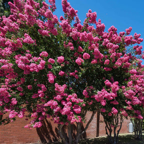 Lilas des Indes - Lilas des Indes rose - Lagerstroemia indica Turenne