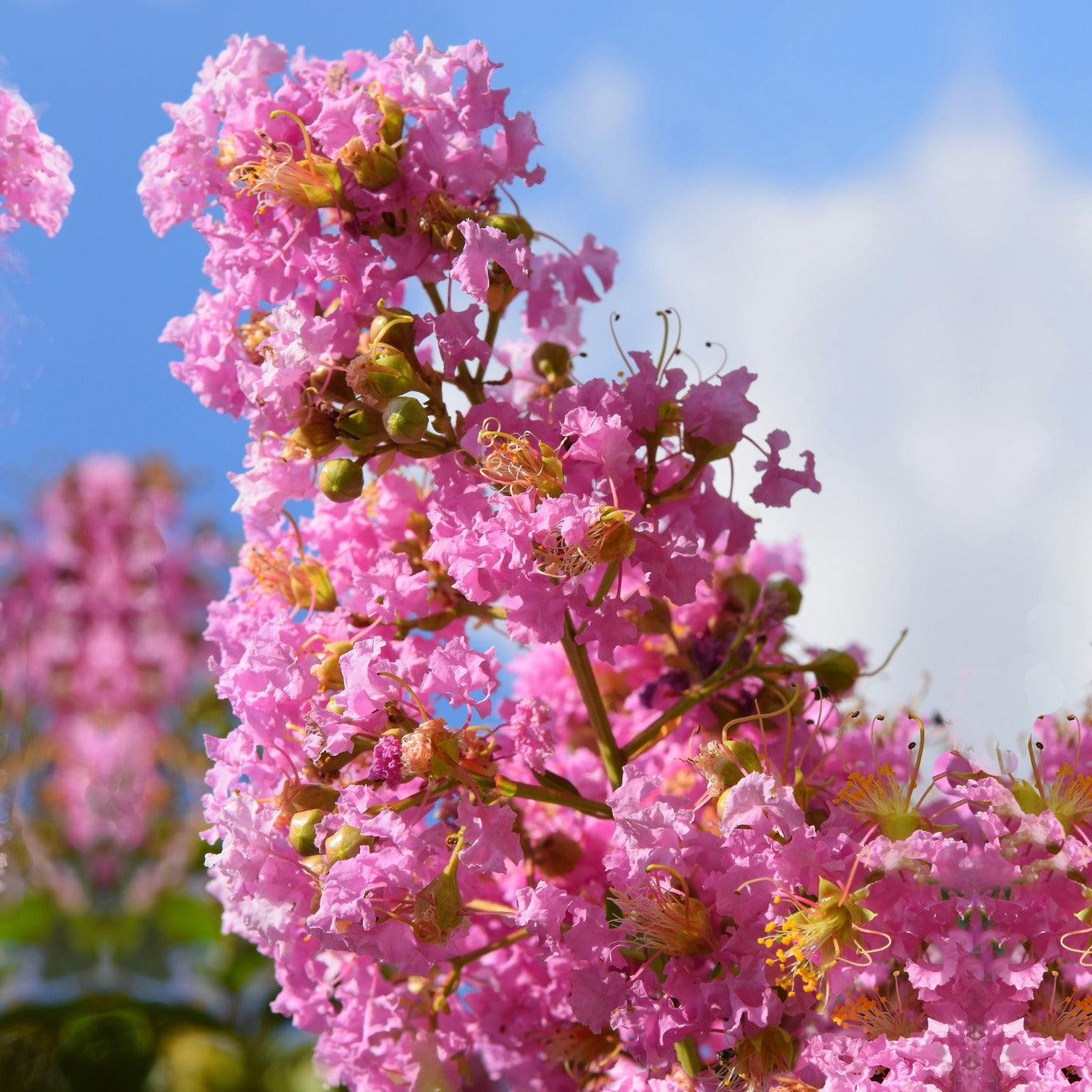 Lagerstroemia indica Turenne - Lilas des Indes rose - Lilas des Indes
