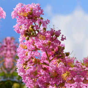 Lagerstroemia indica Turenne - Lilas des Indes rose - Lilas des Indes