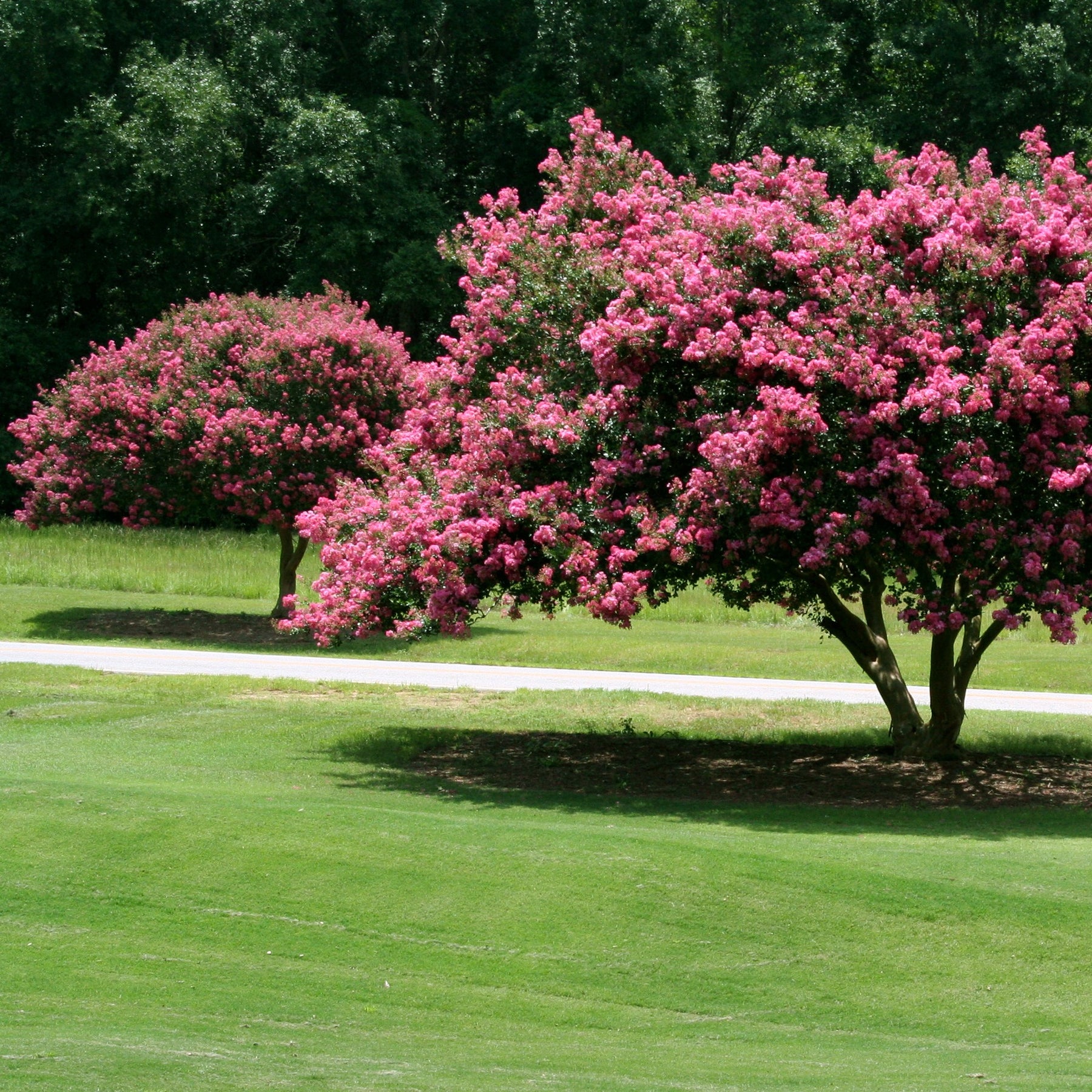 Vente Lilas des Indes rose - Lagerstroemia indica Turenne