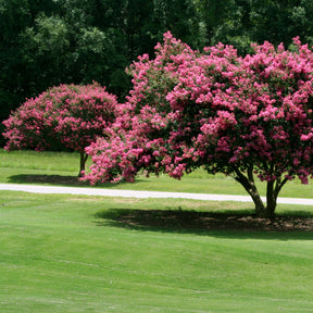 Vente Lilas des Indes rose - Lagerstroemia indica Turenne