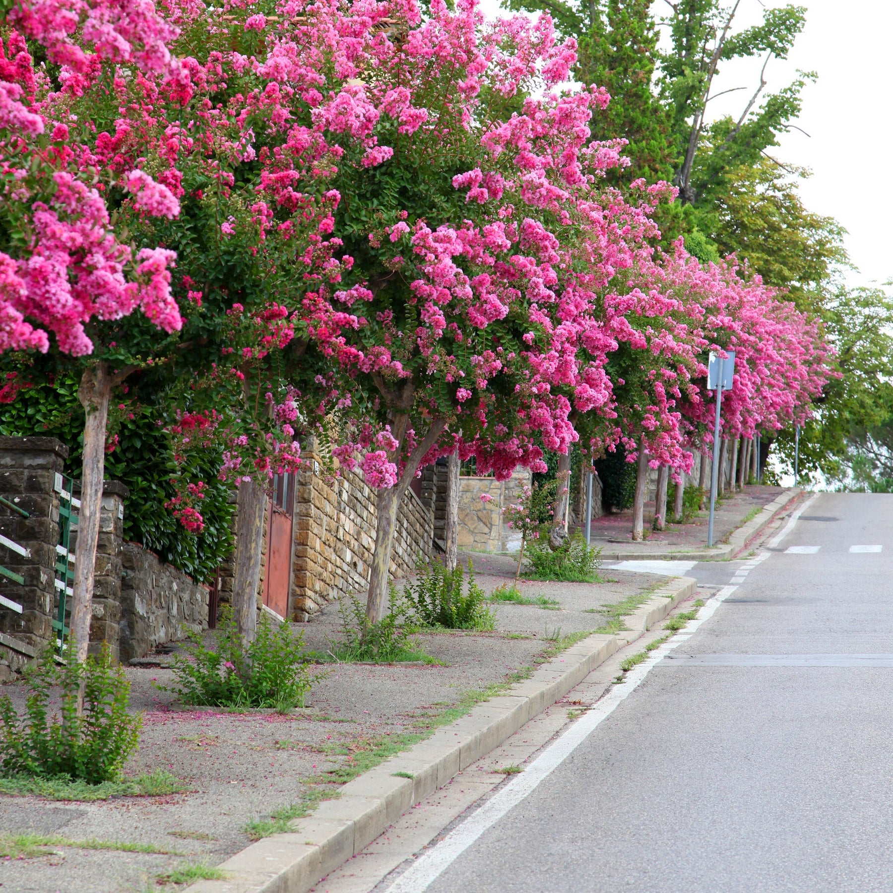 Vente Lilas des Indes rose