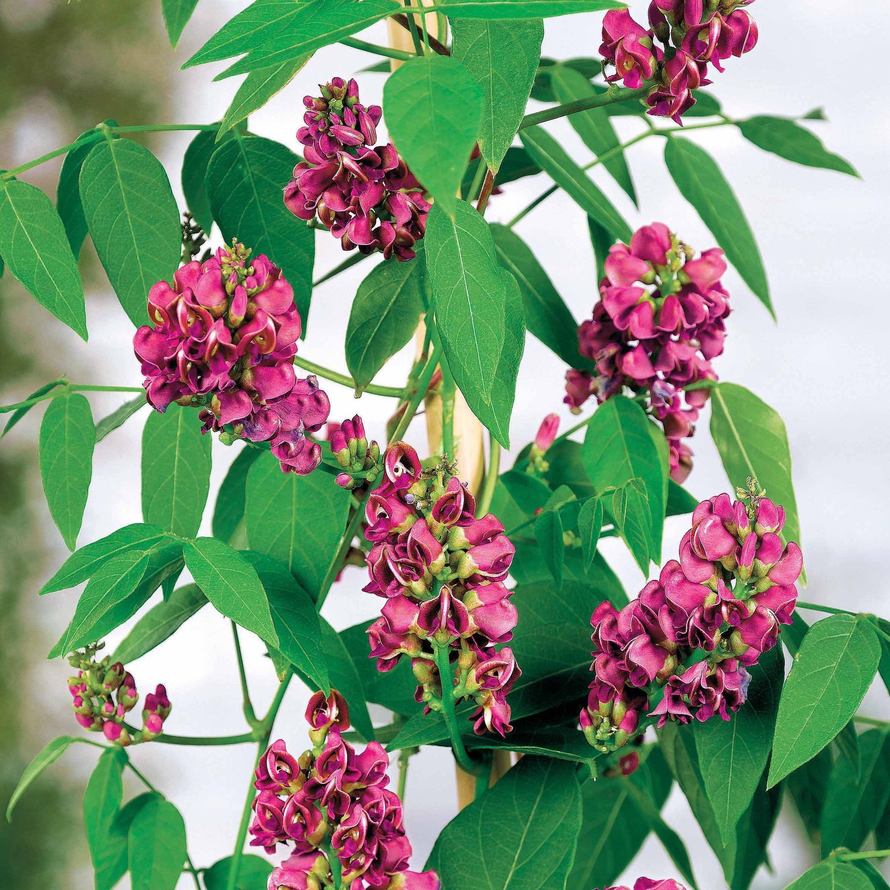 Glycine tubéreuse - Apios americana - Willemse