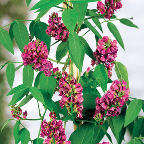 Glycine tubéreuse - Apios americana - Willemse