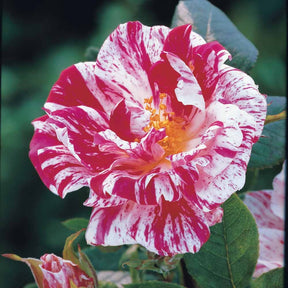 Mini-rosier sur tige Armida - Rosa (m) armida - Willemse
