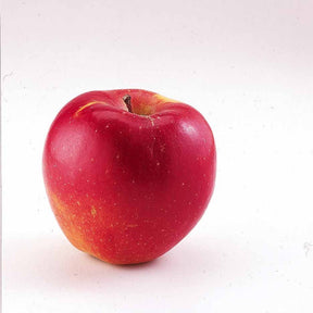 Mini-pommier Braeburn - Malus domestica Braeburn - Willemse