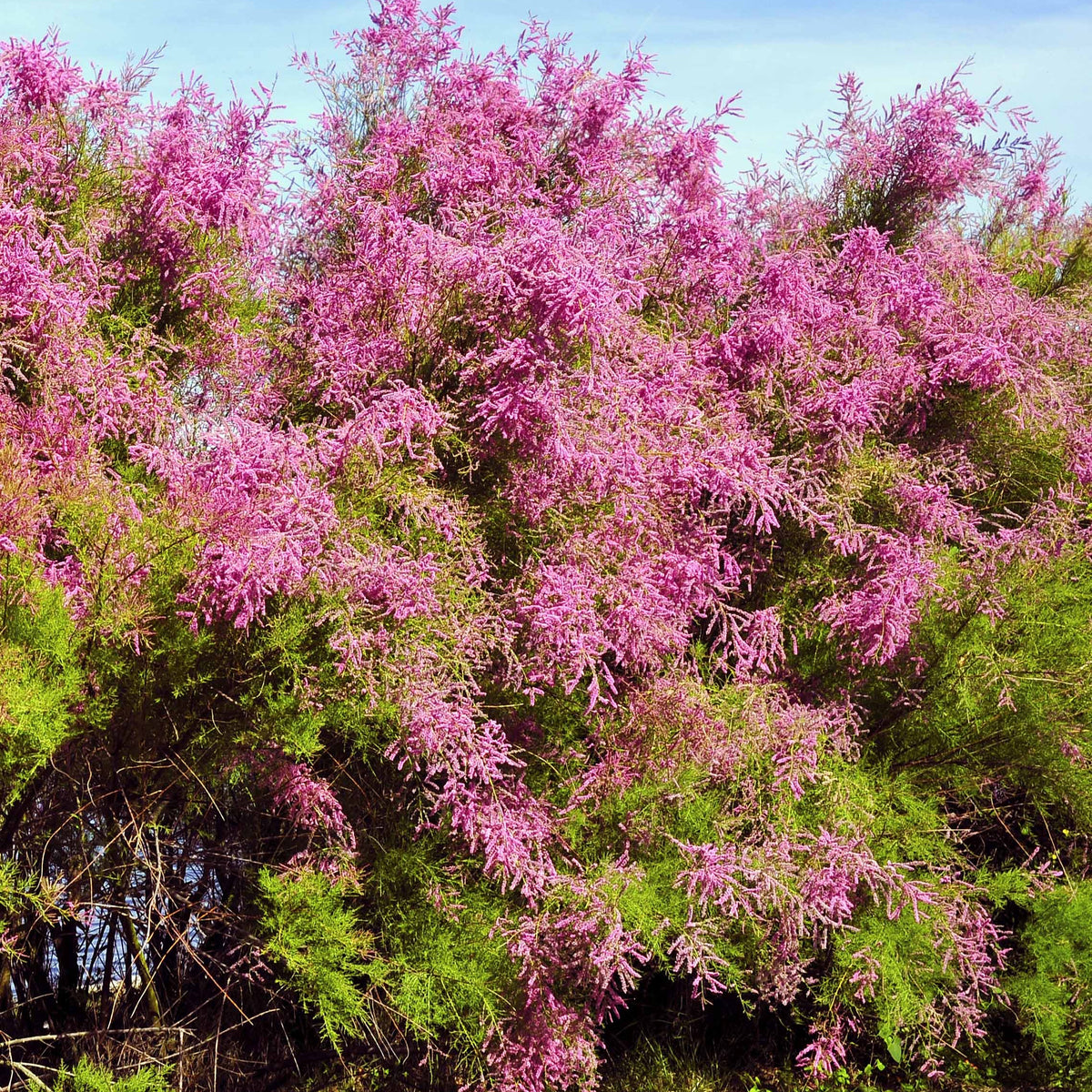 Tamaris de Printemps - Willemse