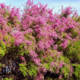 Tamaris de Printemps - Willemse