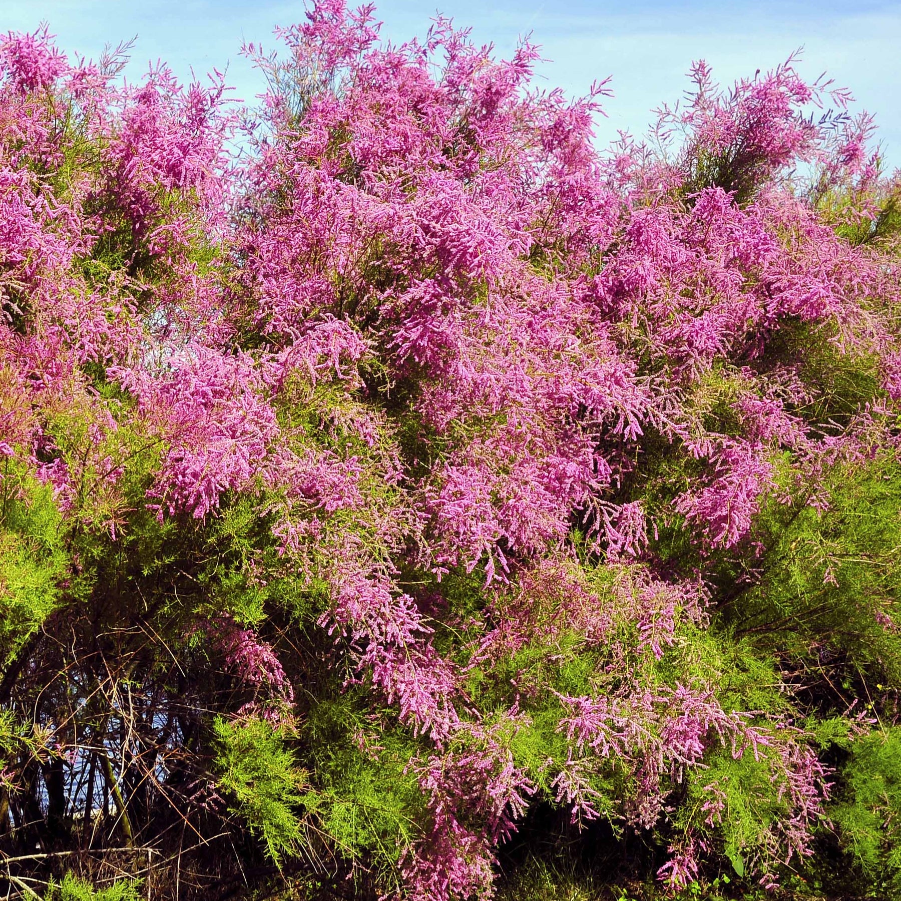 Tamaris de Printemps - Willemse