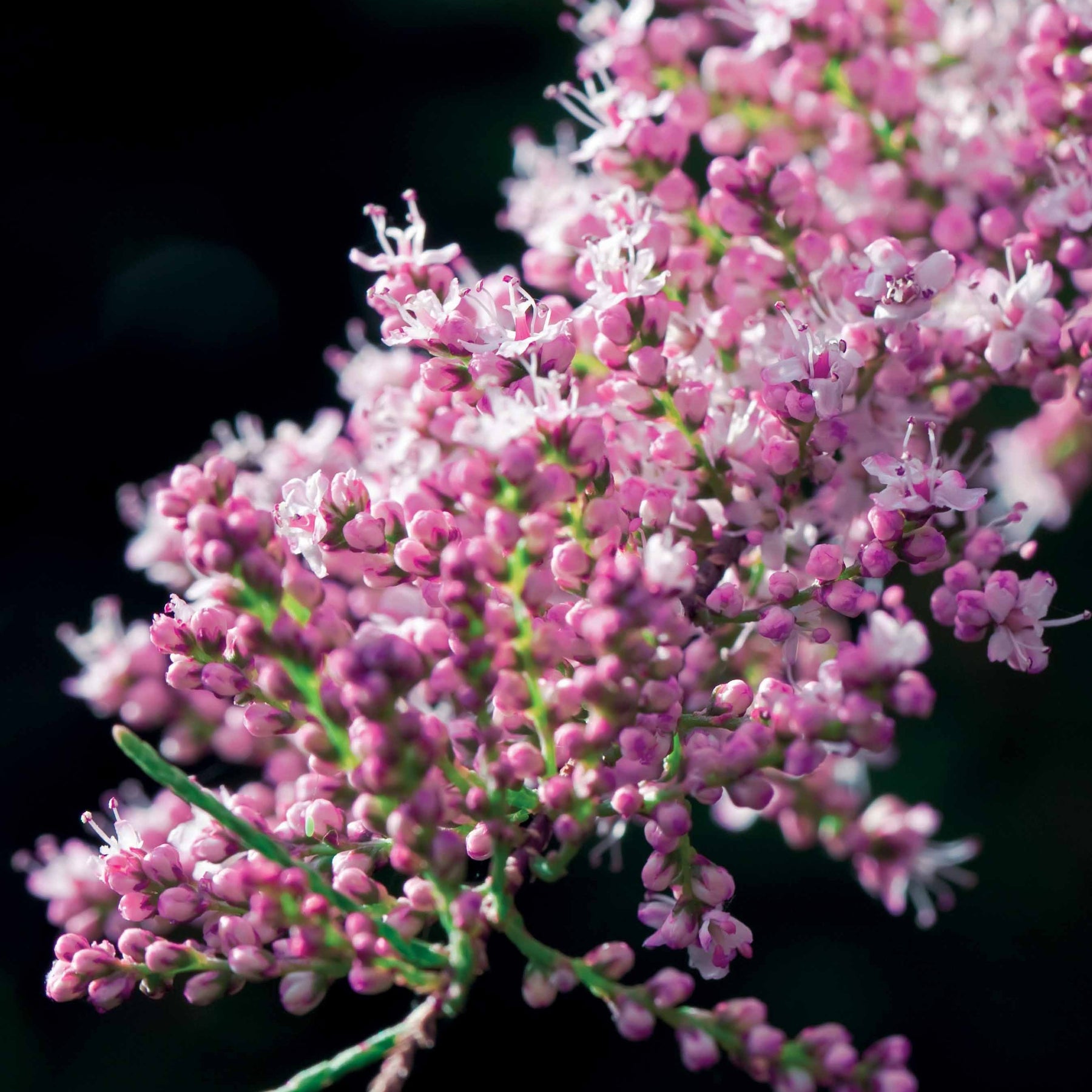 Tamarix tetrandra - Tamaris de Printemps - Tamaris