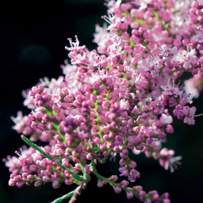 Tamarix tetrandra - Tamaris de Printemps - Tamaris