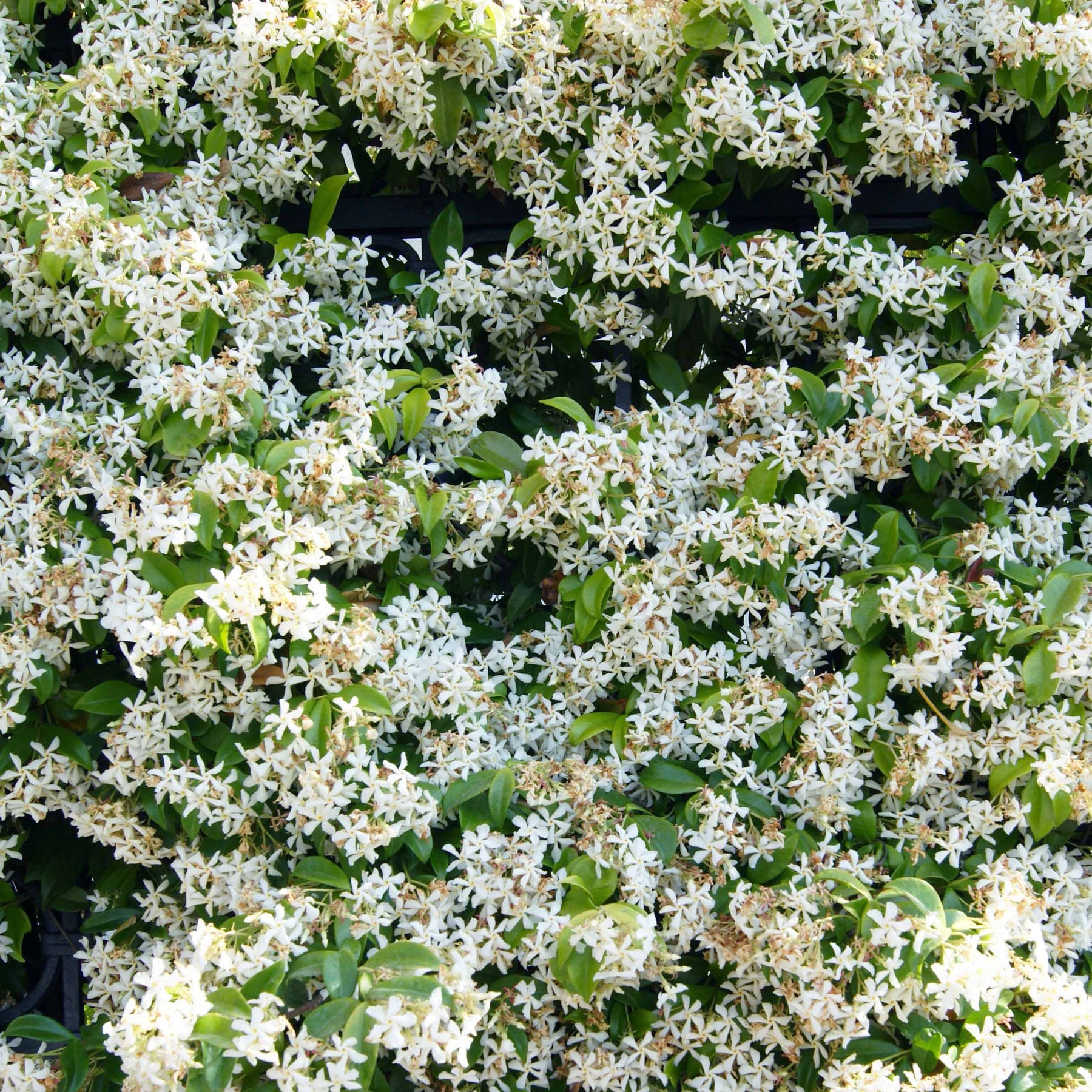 Vente Jasmin étoilé - Trachelospermum jasminoides