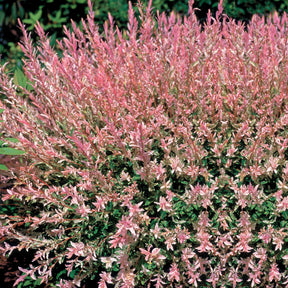 Vente Saule crevette en buisson - Salix integra hakuro nishiki
