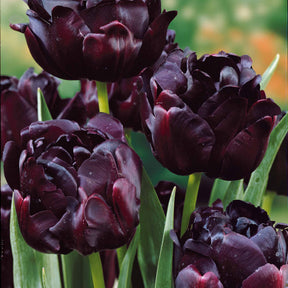 Vente Collection de Tulipes à fleurs de pivoine - Tulipa 'Angelique', 'Exotic Emperor', 'Negrita Double'