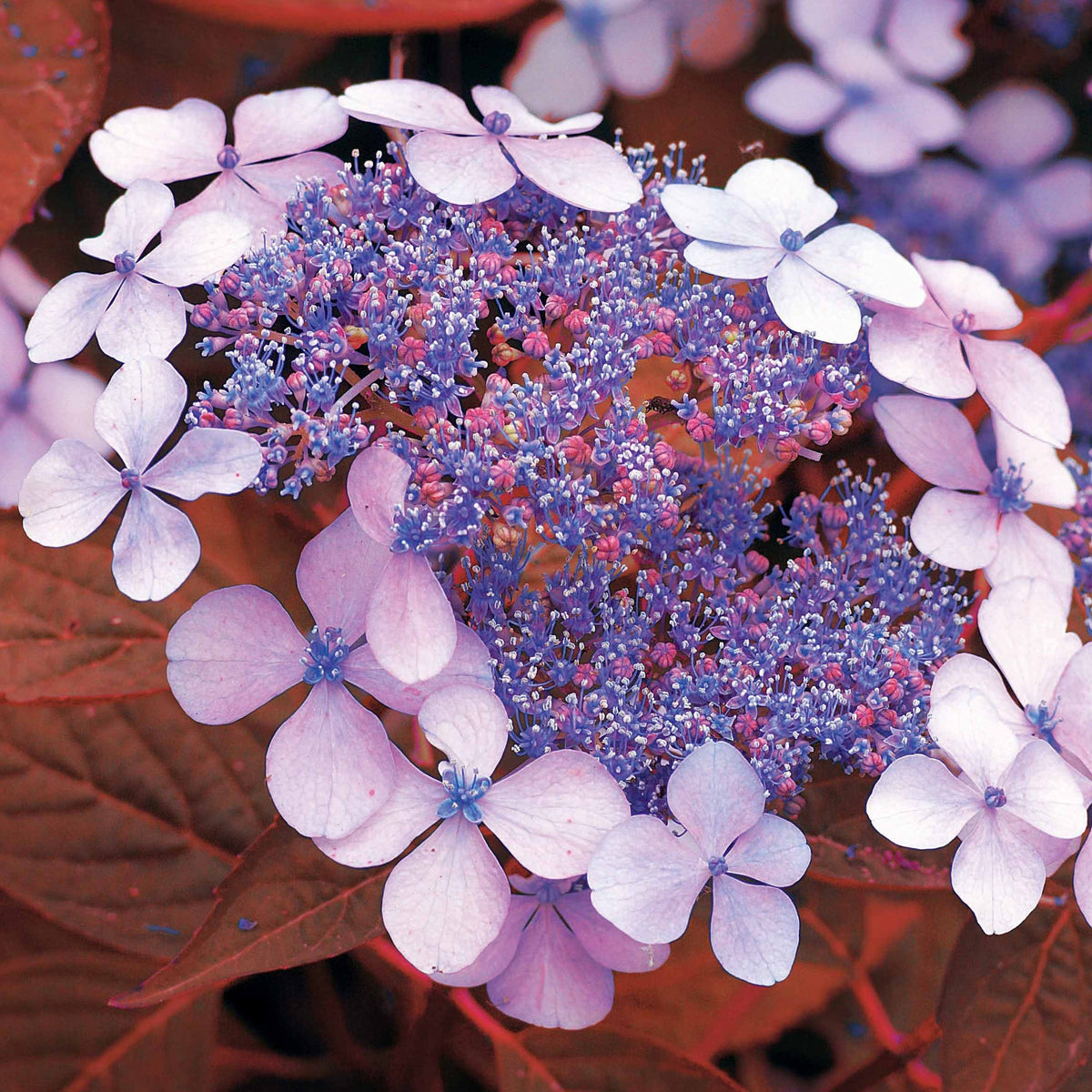 Hortensia été indien - Willemse