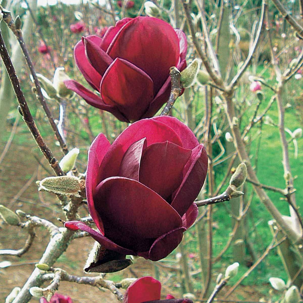 Vente Magnolia Genie - Magnolia Genie