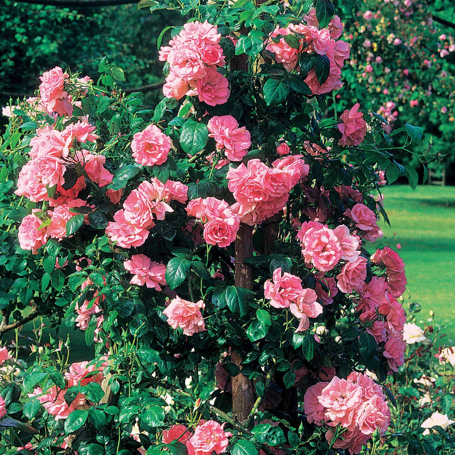 Rosier grimpant Jasmina Korcentex - Rosa jasmina korcentex - Willemse