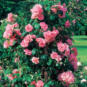 Rosier grimpant Jasmina Korcentex - Rosa jasmina korcentex - Willemse