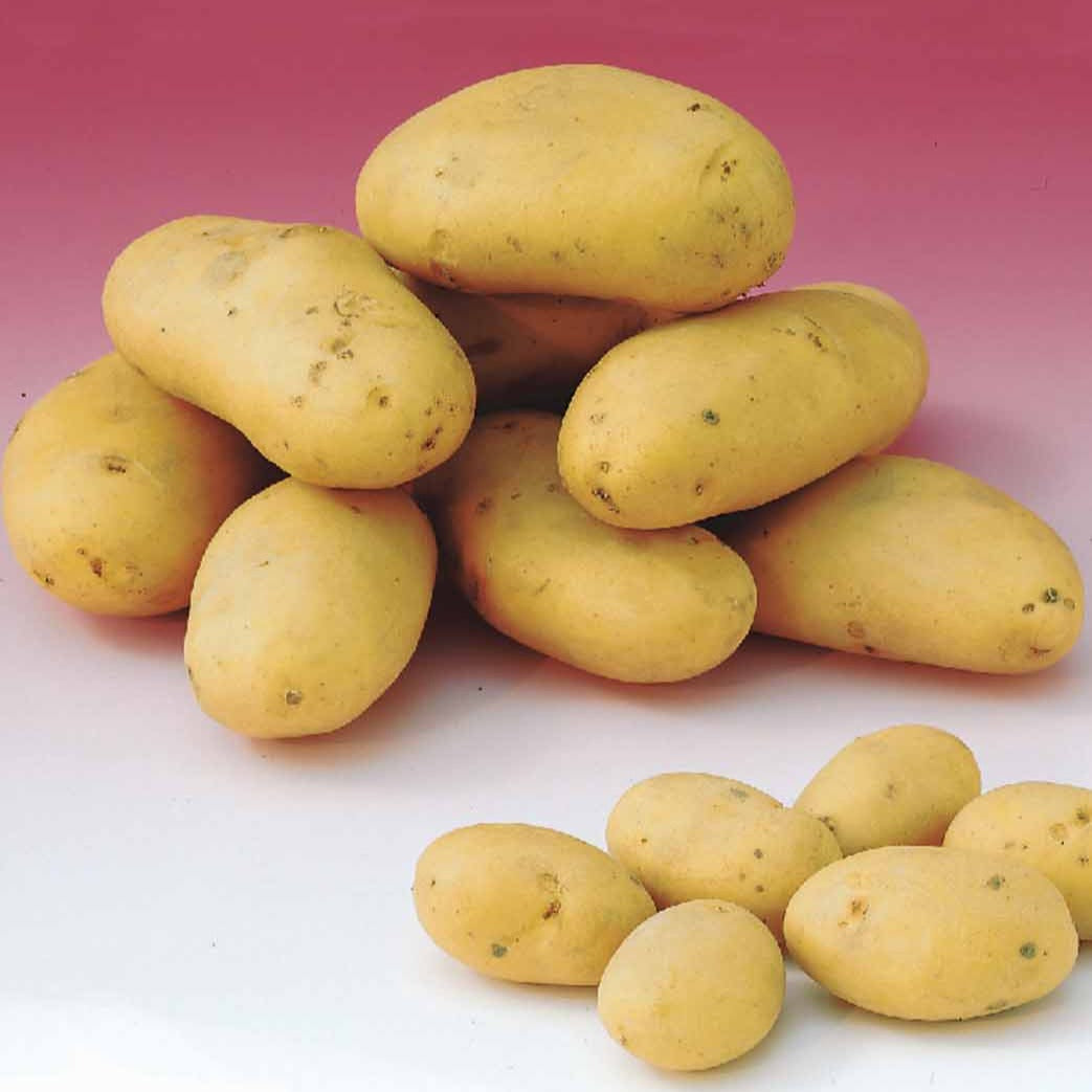 80 Pommes de terre : variétés pour 6 mois de récolte - Willemse