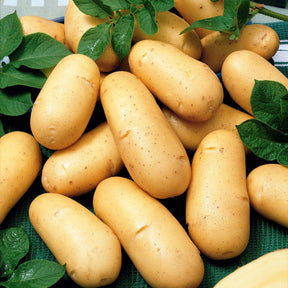80 Pommes de terre : variétés pour 6 mois de récolte - Solanum tuberosum 'charlotte', 'rose defrance', 'c - Willemse