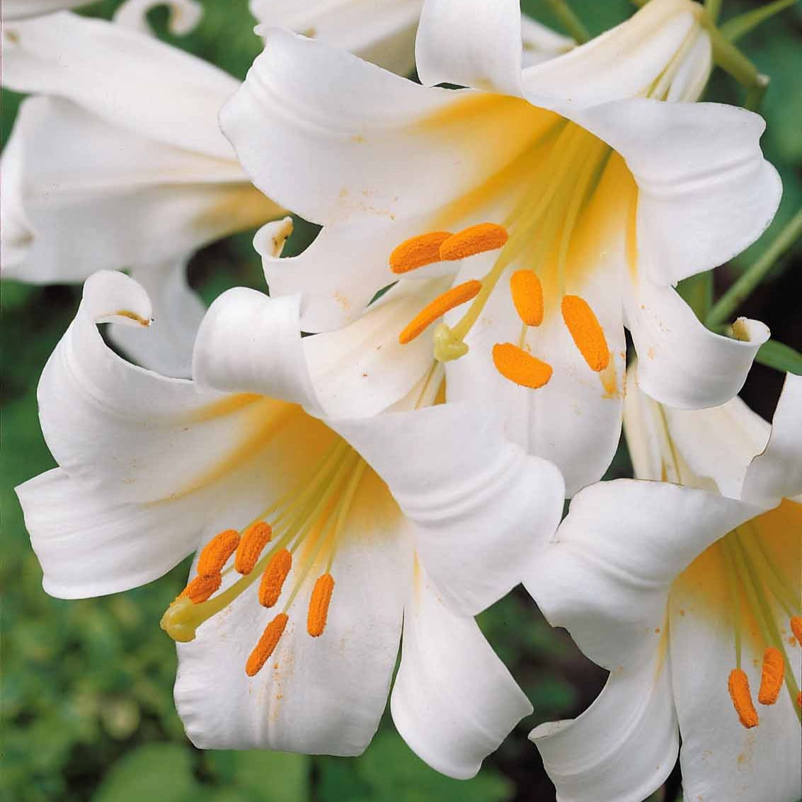 3 Lis royaux blancs - Lilium regale album - Willemse