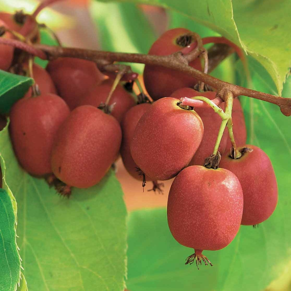 Couples de Kiwis rouges Weiki ® mâles et femelles - Willemse