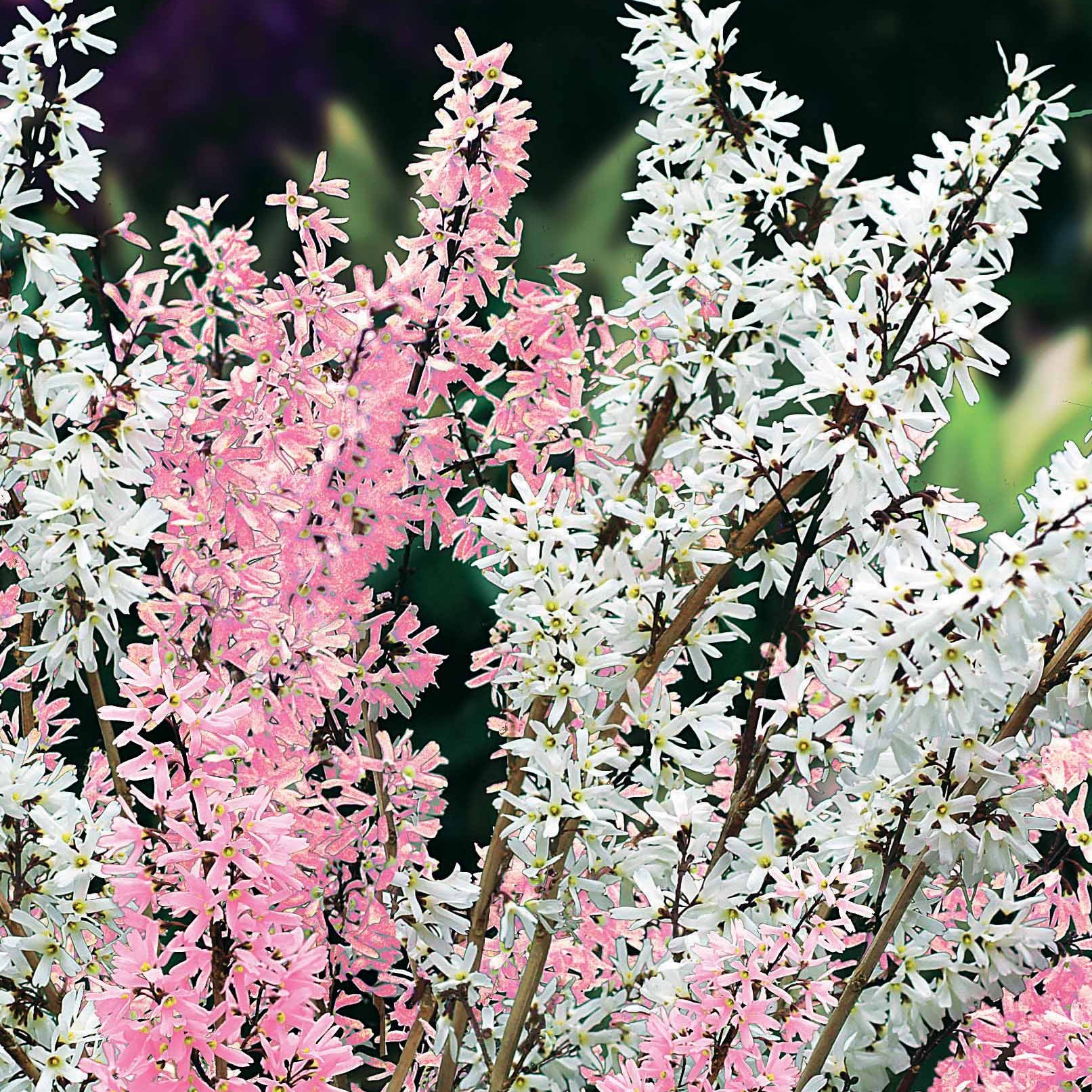 Abeliophyllum distichum - Forsythias blanc et rose - Abéliophylle - Abeliophyllum