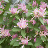 Chèvrefeuille de Tartarie rose - Willemse