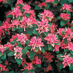 Chèvrefeuille de Tartarie rose - Lonicera tatarica rosea - Willemse
