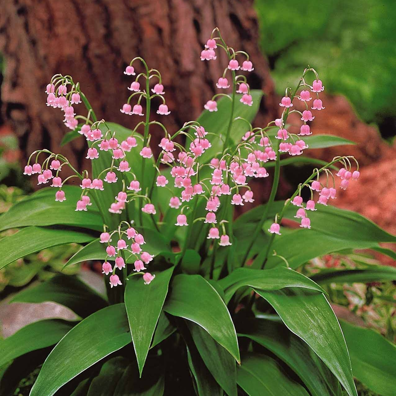 Muguet - Muguet rose - Convallaria majalis Rosea