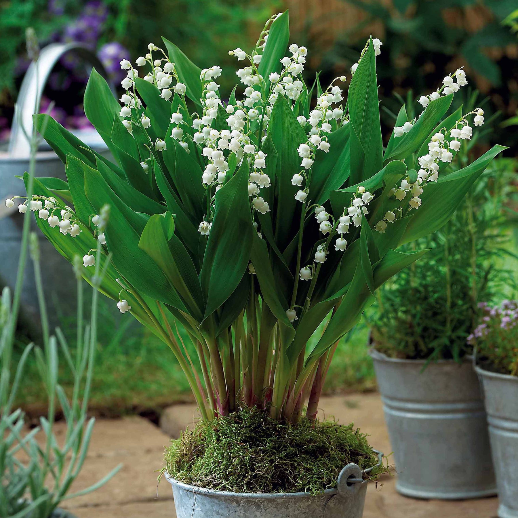 Convalaria majalis Bordeaux - 5 Muguets géant Bordeaux - Muguet