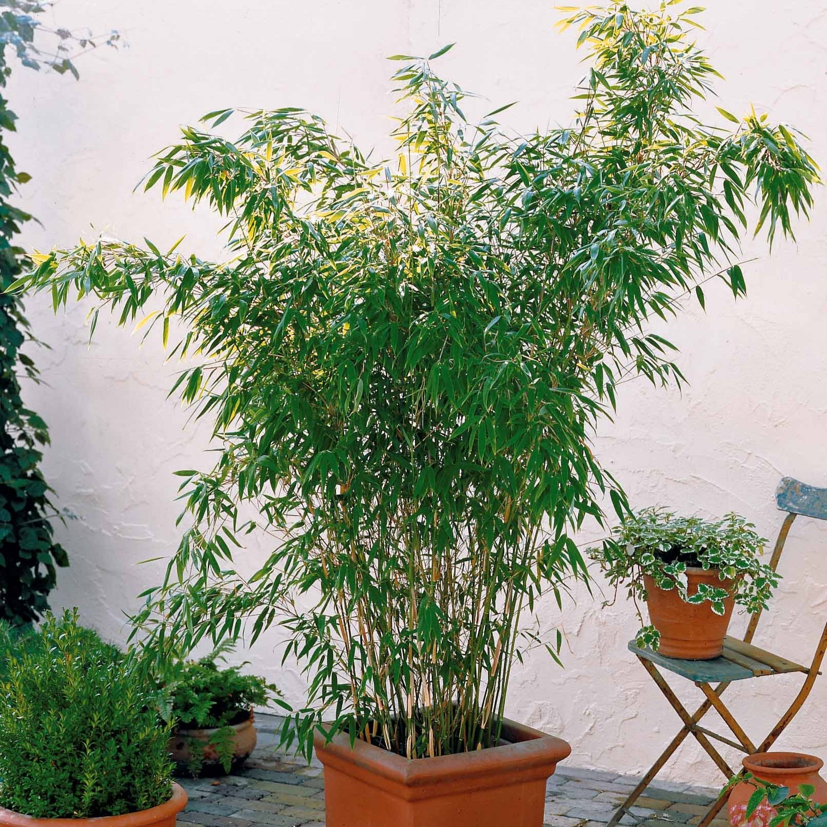 Bambou vert non-traçant - Fargesia murielae - Willemse
