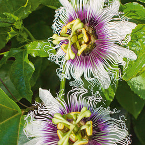 Passiflora edulis frederick - Fruit de la passion Frederick - Passiflores