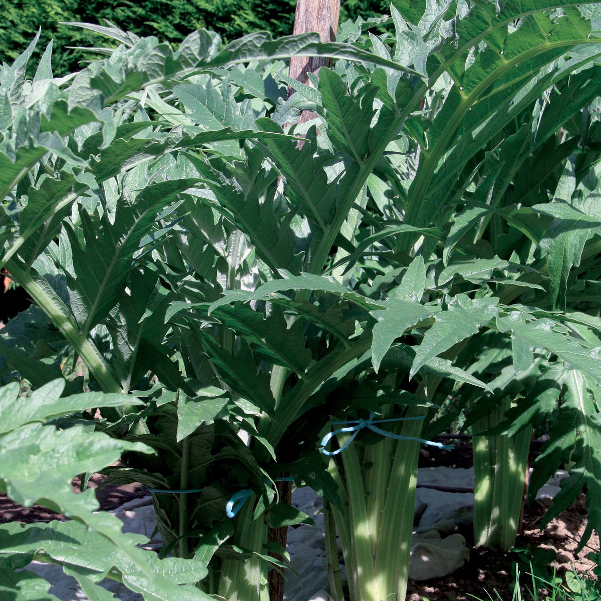 Cardon Vert Vaulx Velin - Cynara cardunculus vert vaulx velin - Willemse