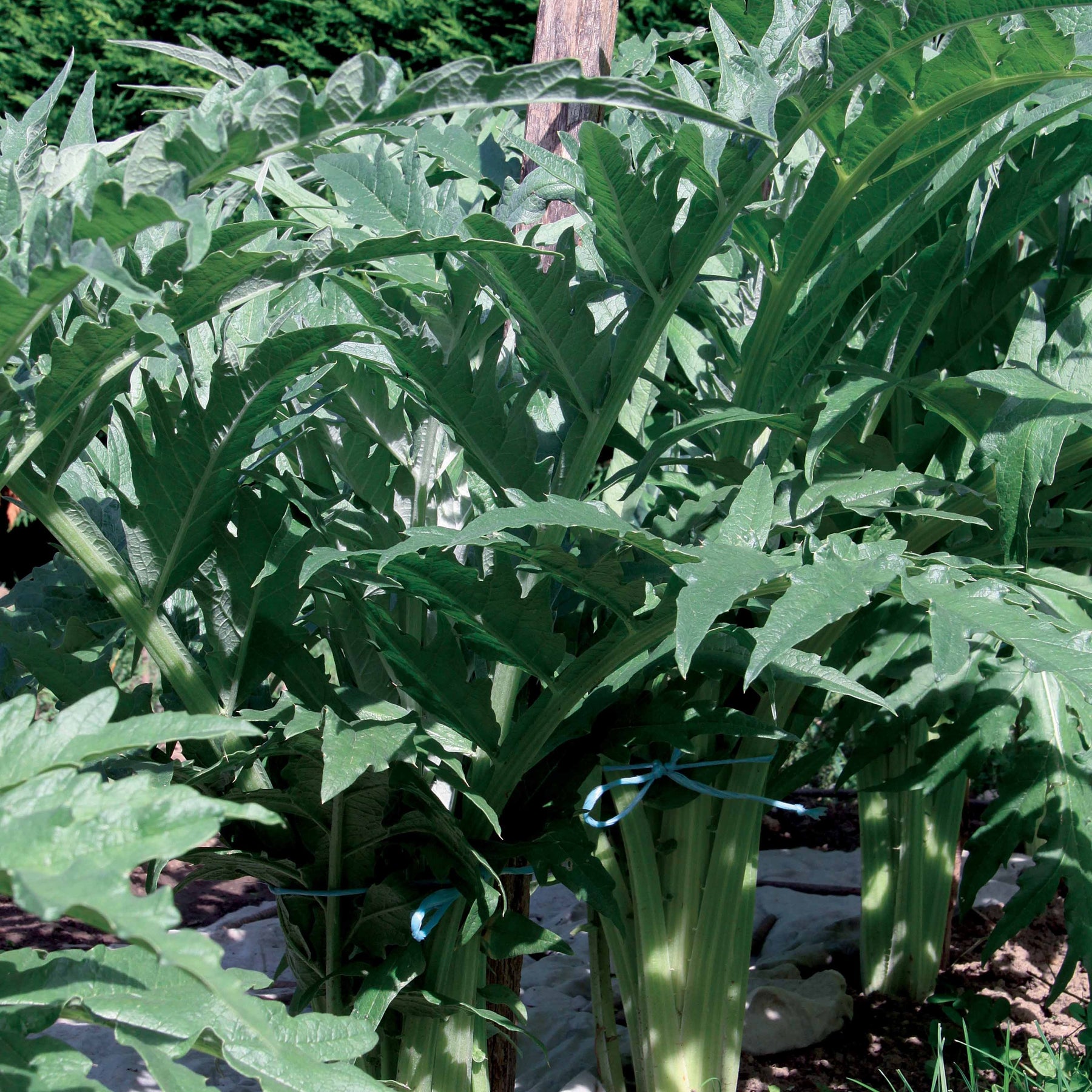 Cardon Vert Vaulx Velin - Cynara cardunculus vert vaulx velin - Willemse