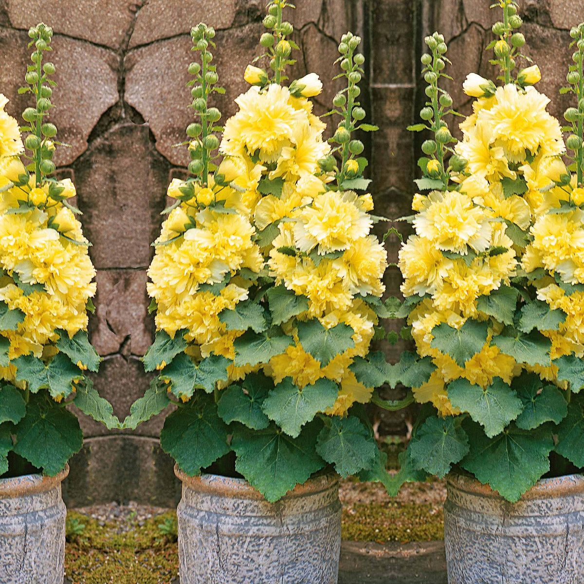 Rose trémière naine jaune - Willemse