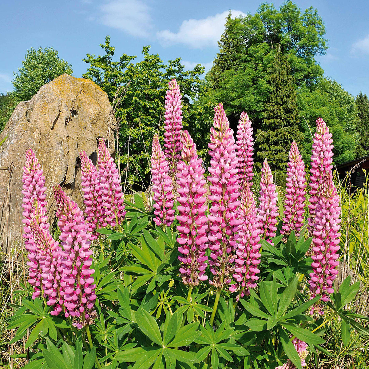 3 Lupins roses - Willemse