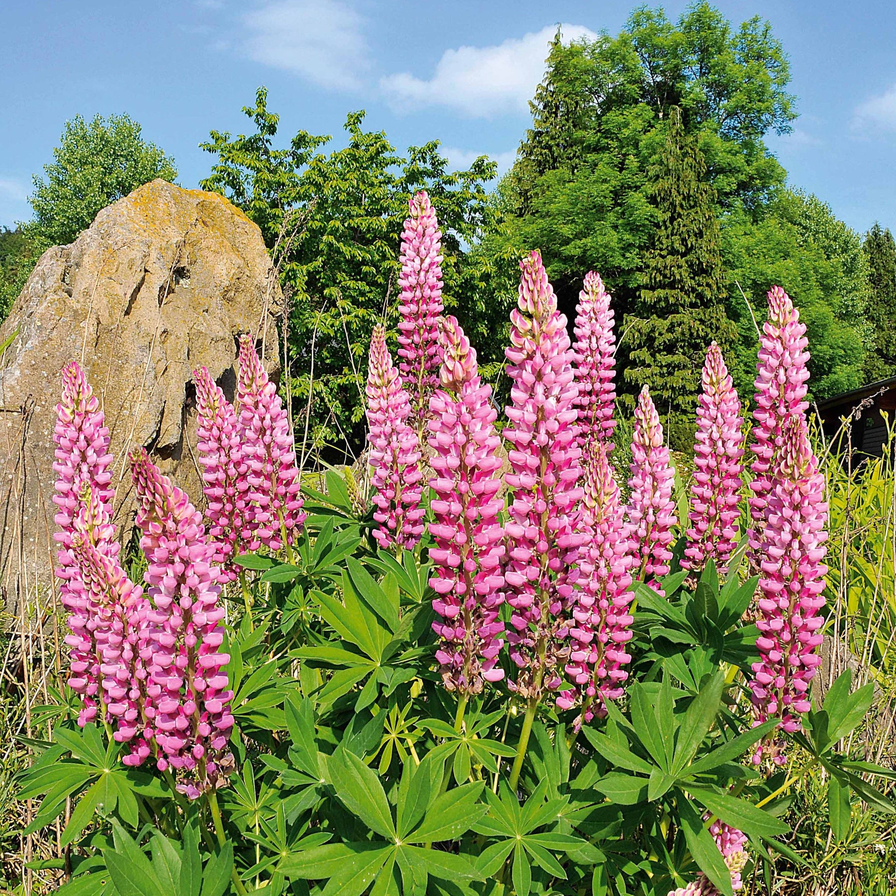 3 Lupins roses - Willemse