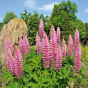 3 Lupins roses - Willemse