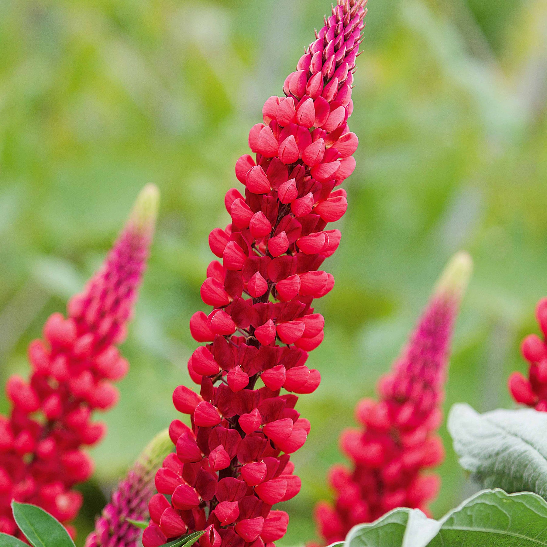 Lupin - 3 Lupins rouges - Lupinus russell red