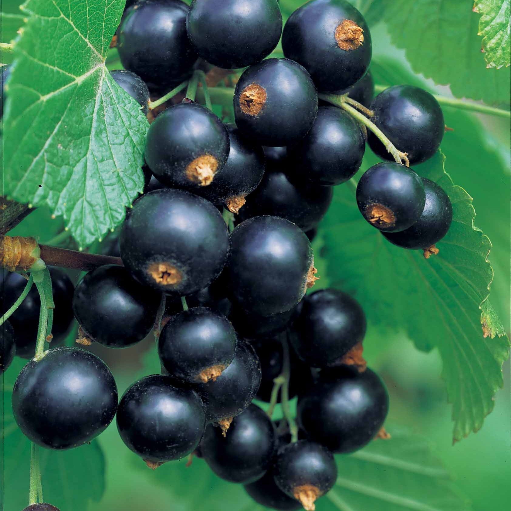 Cassissier - Cassissier sur tige - Ribes nigrum Titania