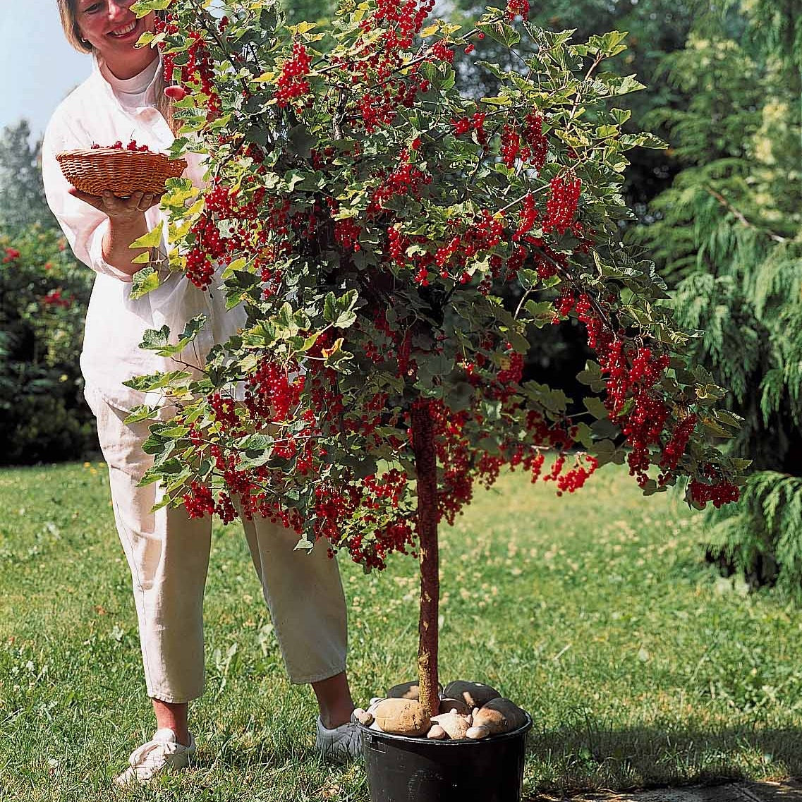 Vente Groseillier rouge sur tige