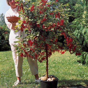 Vente Groseillier rouge sur tige