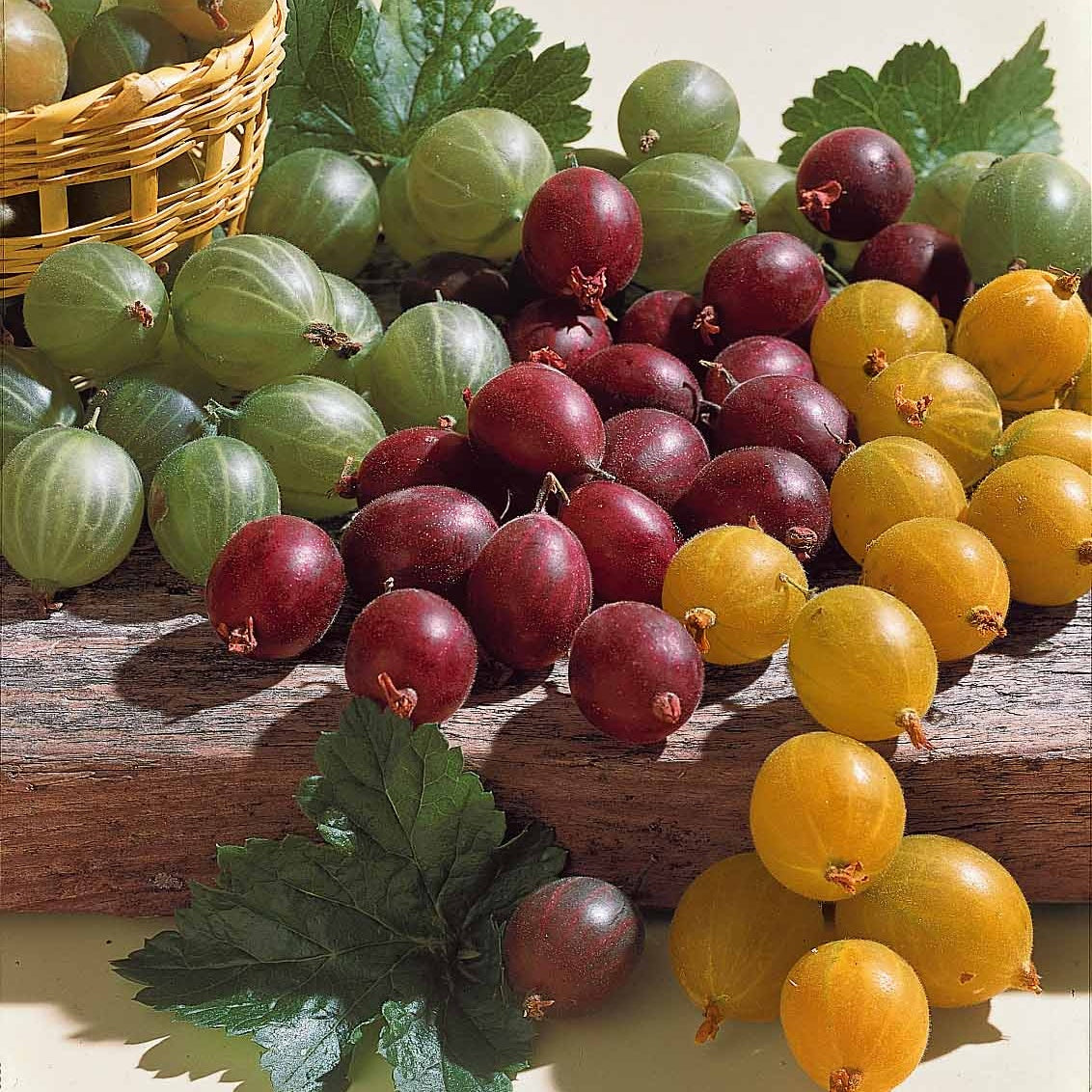 Ribes uva-crispa Hinnonmäki Röd - Groseillier à maquereau rouge sur tige - Groseillier à maquereau - Ribes uva-crispa